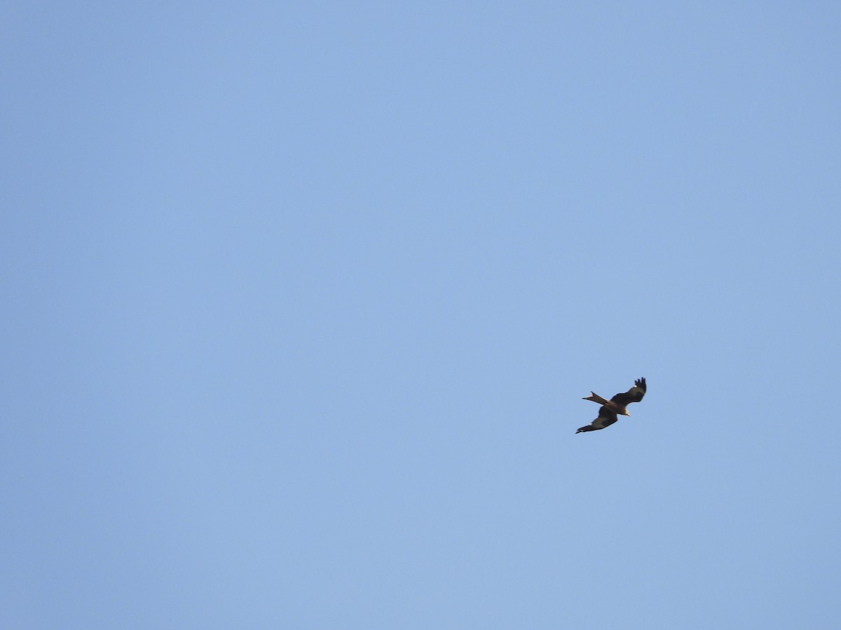 Red Kite - ML637925015