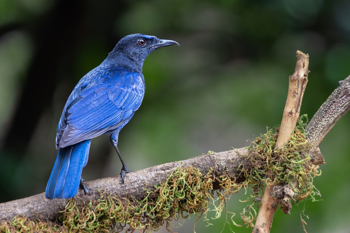 Malabar Whistling-Thrush - ML637925027