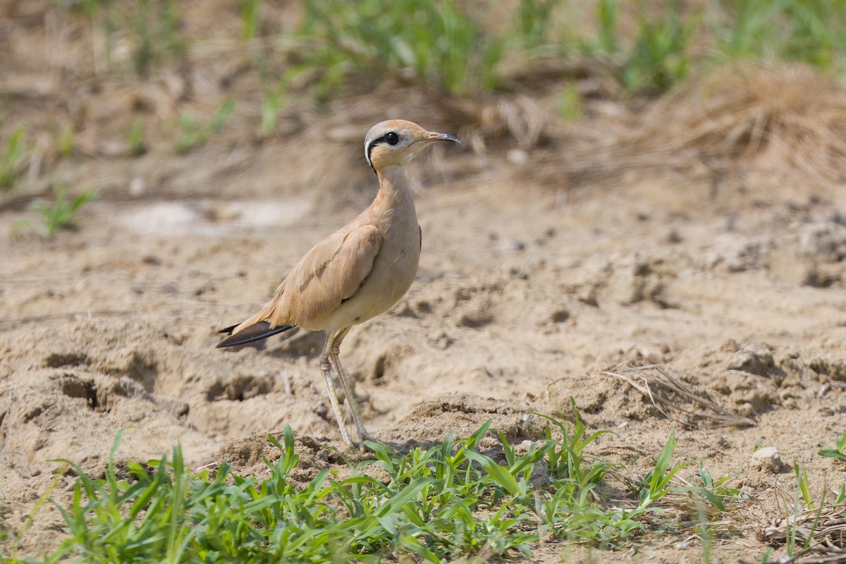 Cream-colored Courser - ML637925071