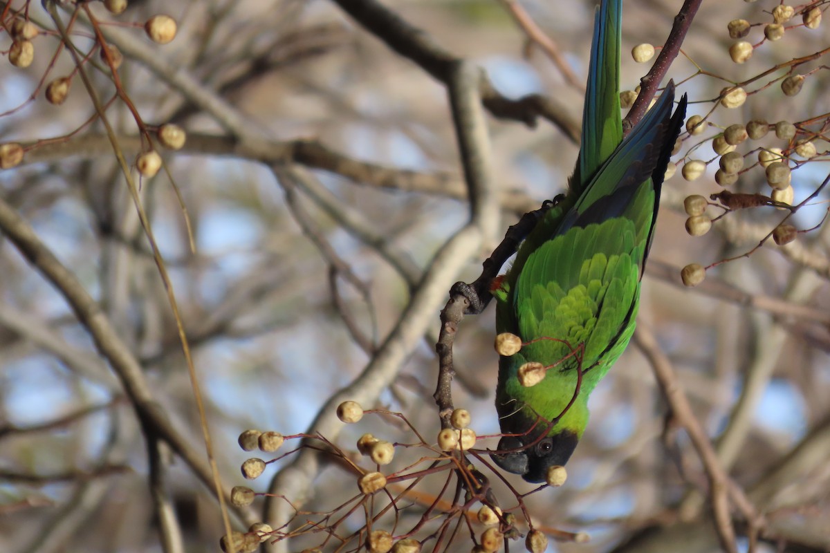 Nanday Parakeet - ML637925080