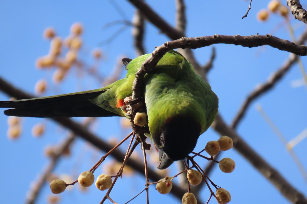 Nanday Parakeet - ML637925082