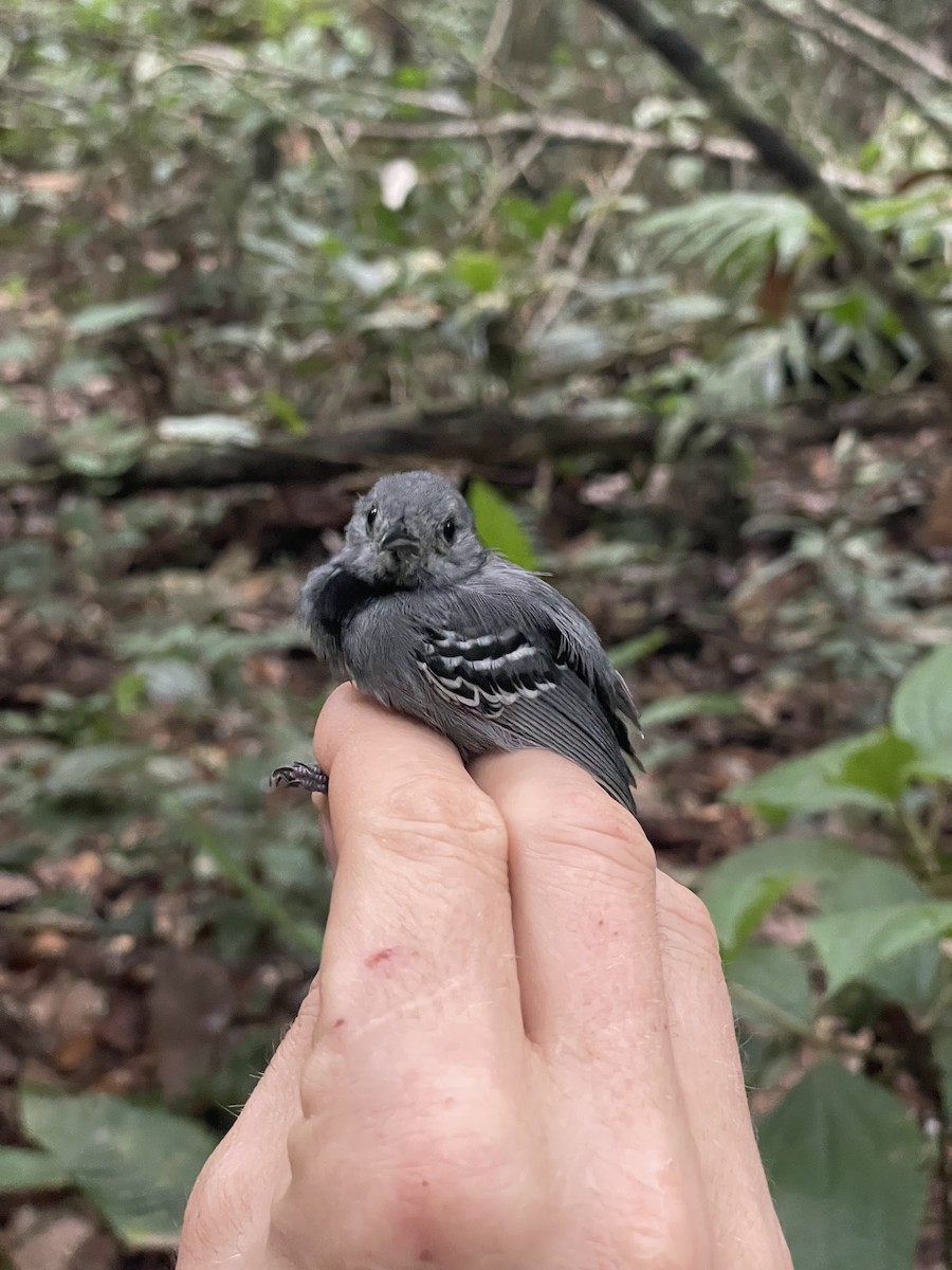 Gray Antwren - ML637925086