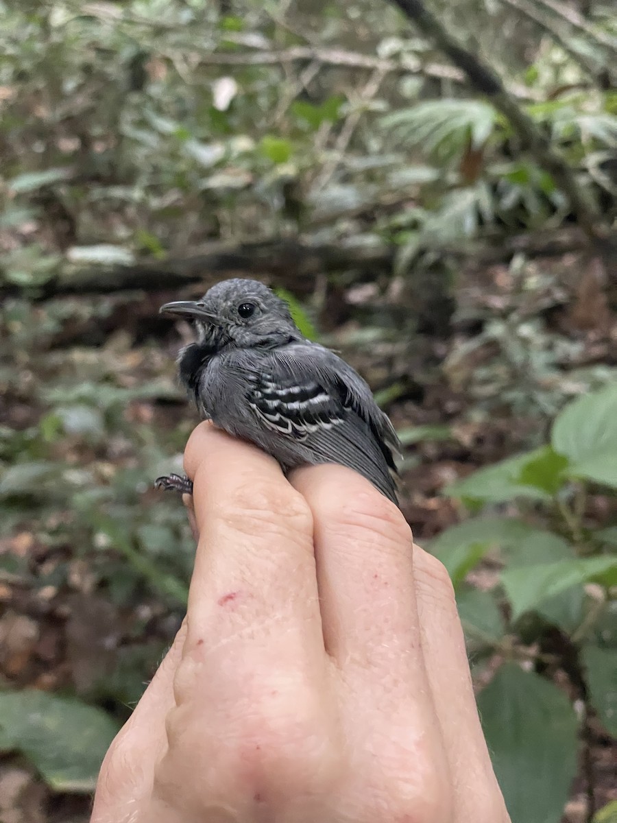 Gray Antwren - ML637925087