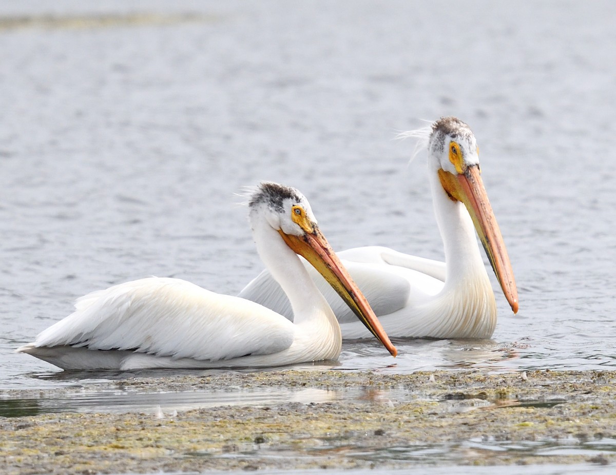 American White Pelican - ML637925165
