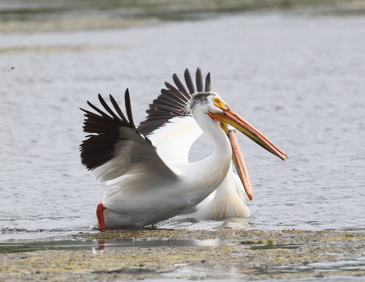 American White Pelican - ML637925166