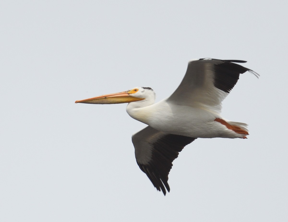 American White Pelican - ML637925167