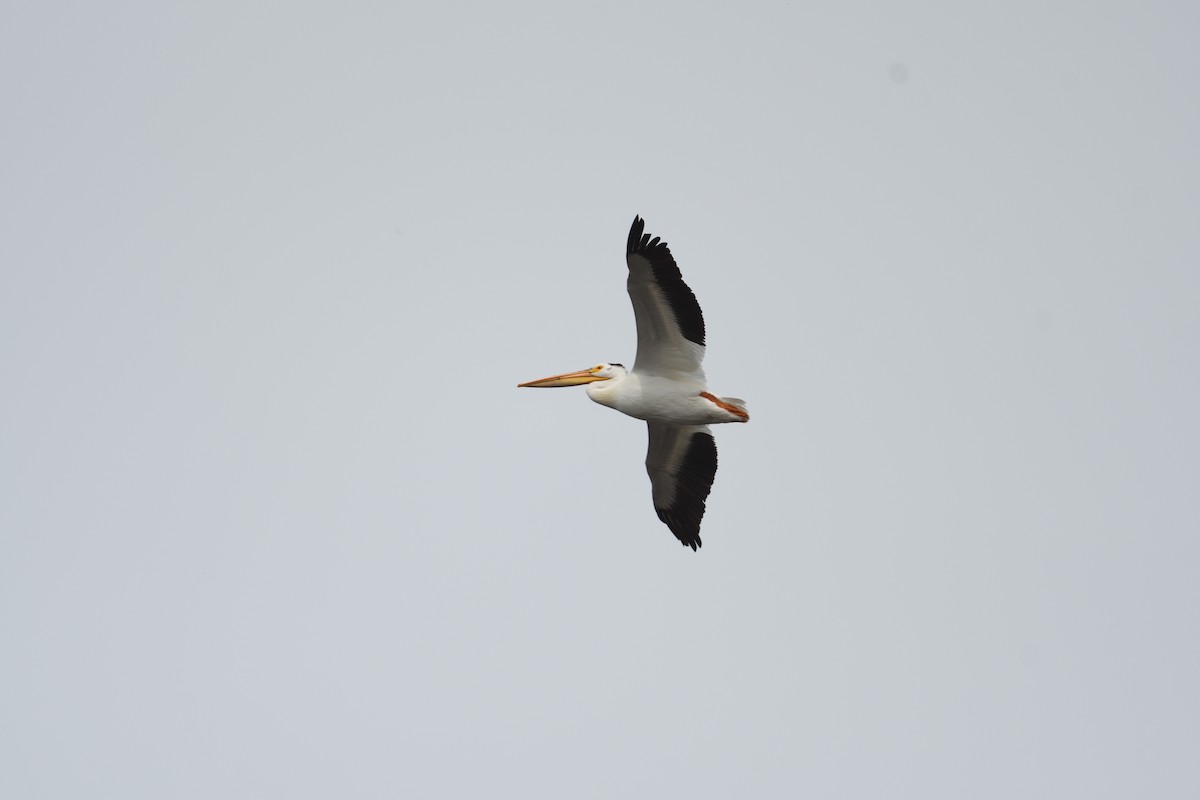 American White Pelican - ML637925168
