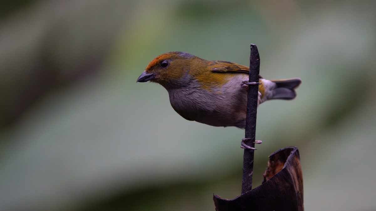 Tawny-capped Euphonia - ML637925229