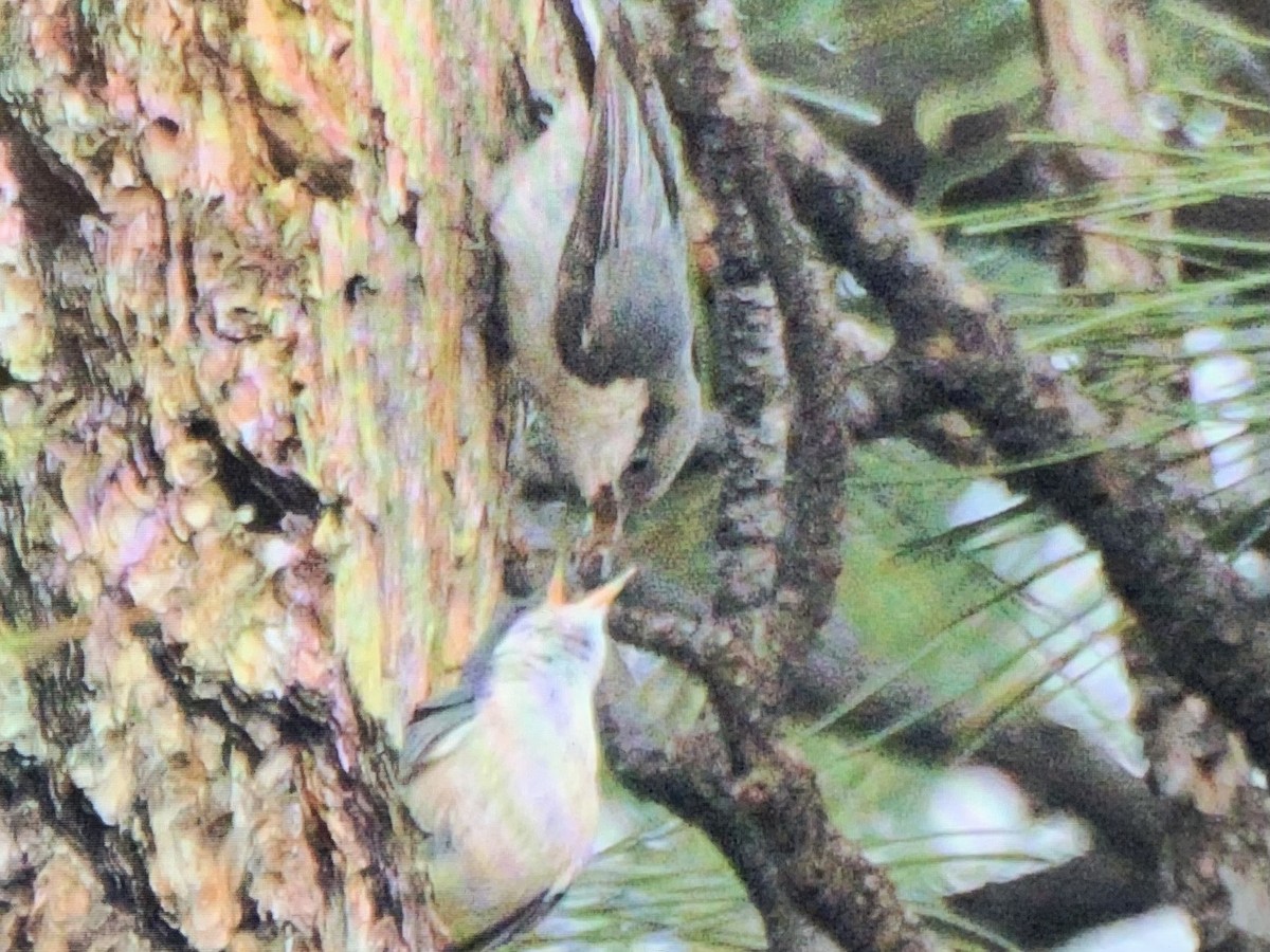 Pygmy Nuthatch - ML637925244