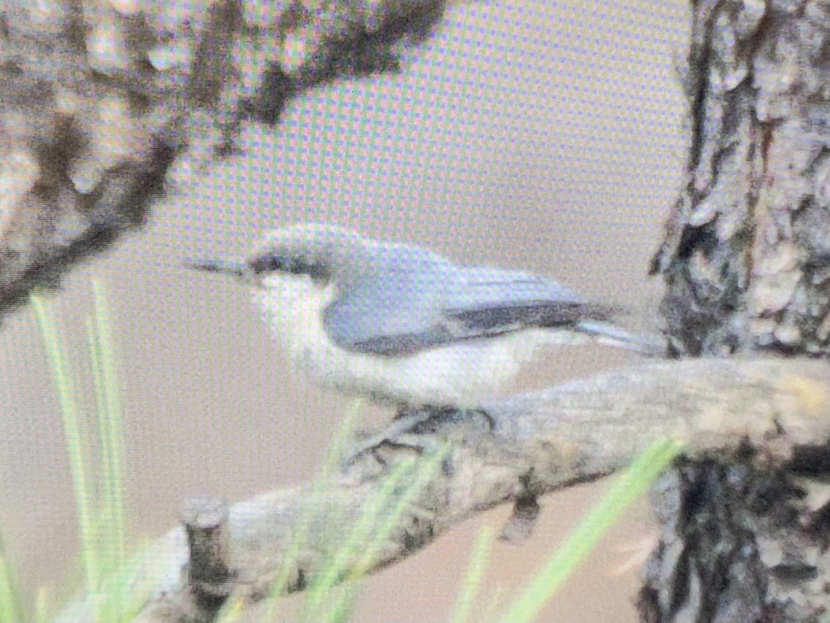 Pygmy Nuthatch - ML637925245