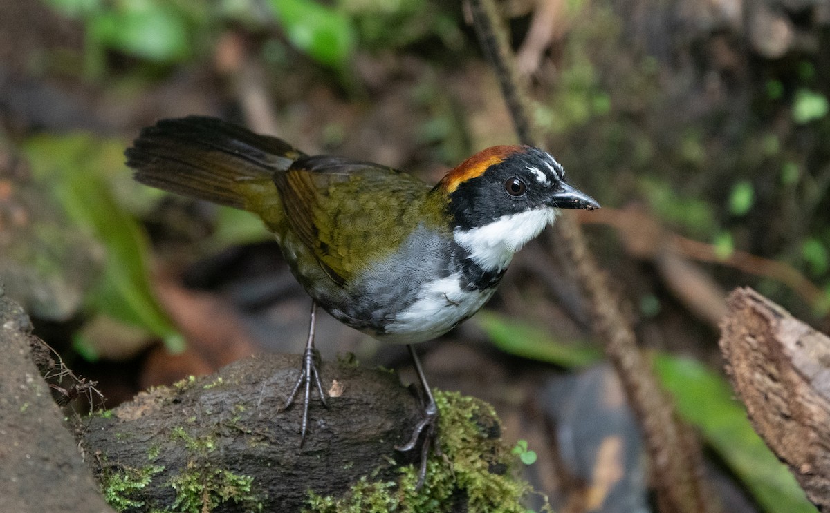 Chestnut-capped Brushfinch - ML637925246