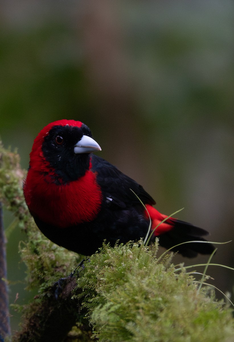 Crimson-collared Tanager - ML637925271