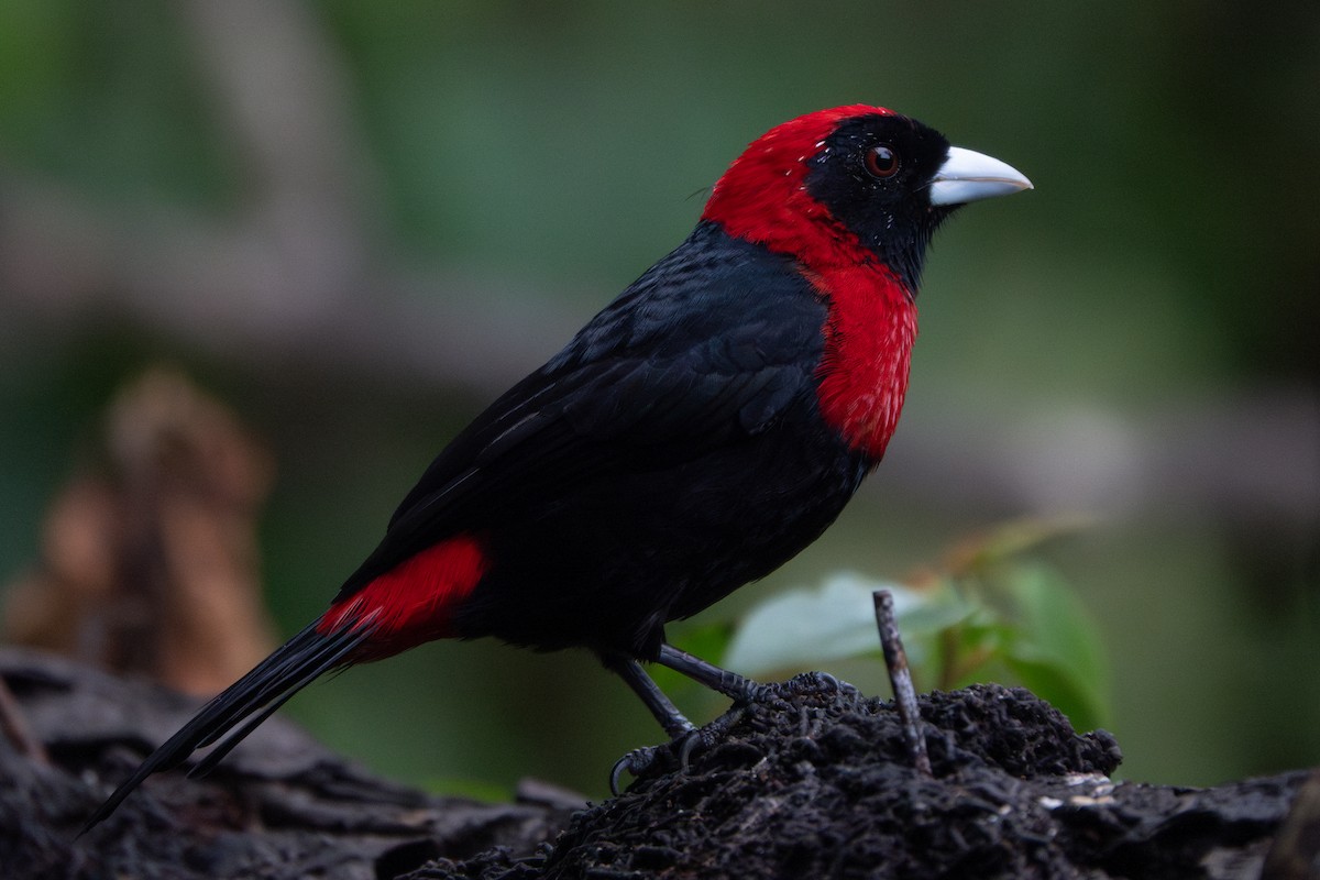 Crimson-collared Tanager - ML637925272
