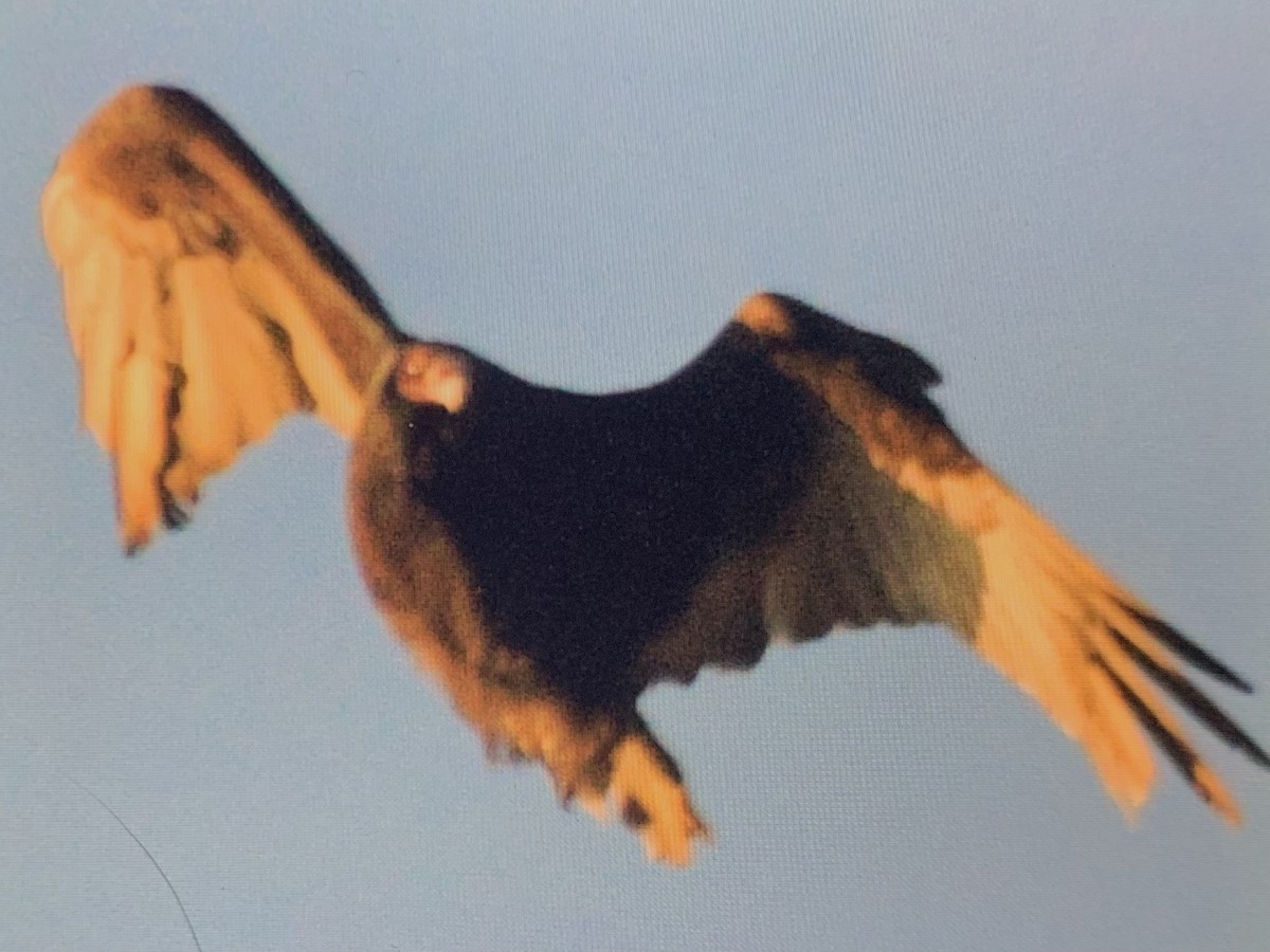 Turkey Vulture - ML637925325