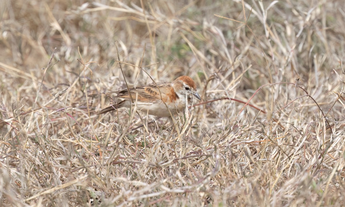 Red-capped Lark - ML637925327