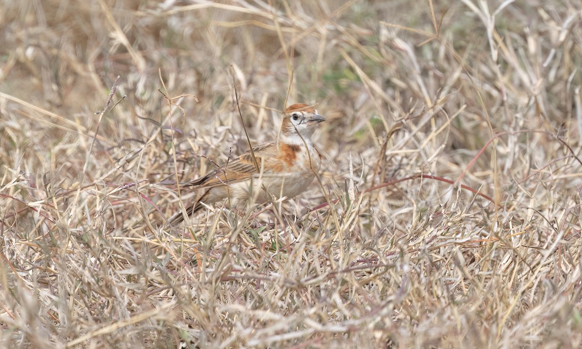 Red-capped Lark - ML637925328