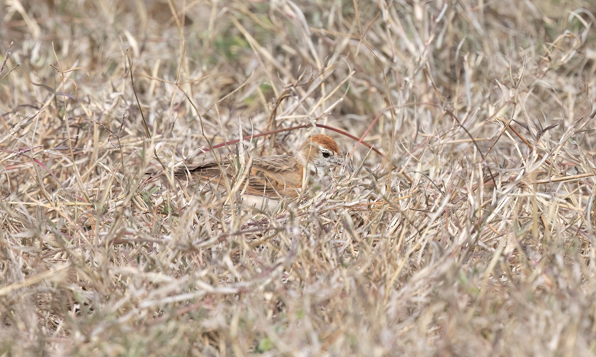 Red-capped Lark - ML637925330