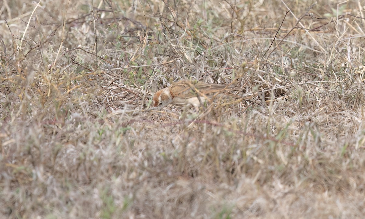 Red-capped Lark - ML637925331