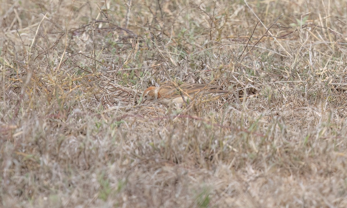 Red-capped Lark - ML637925332