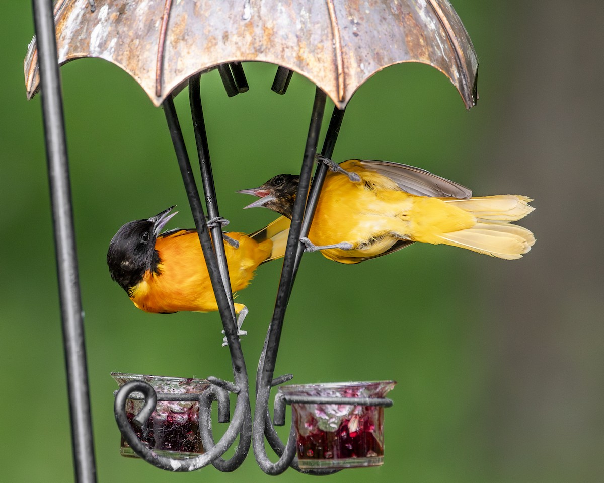 Baltimore Oriole - ML637925395