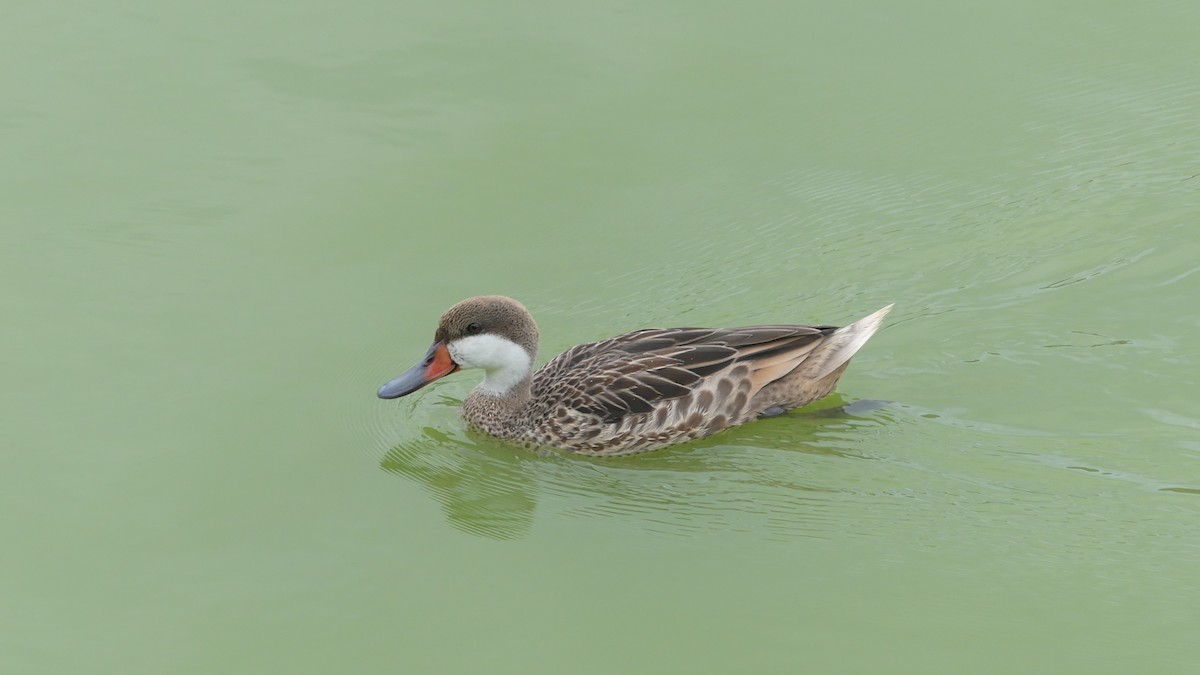 White-cheeked Pintail - ML637925434