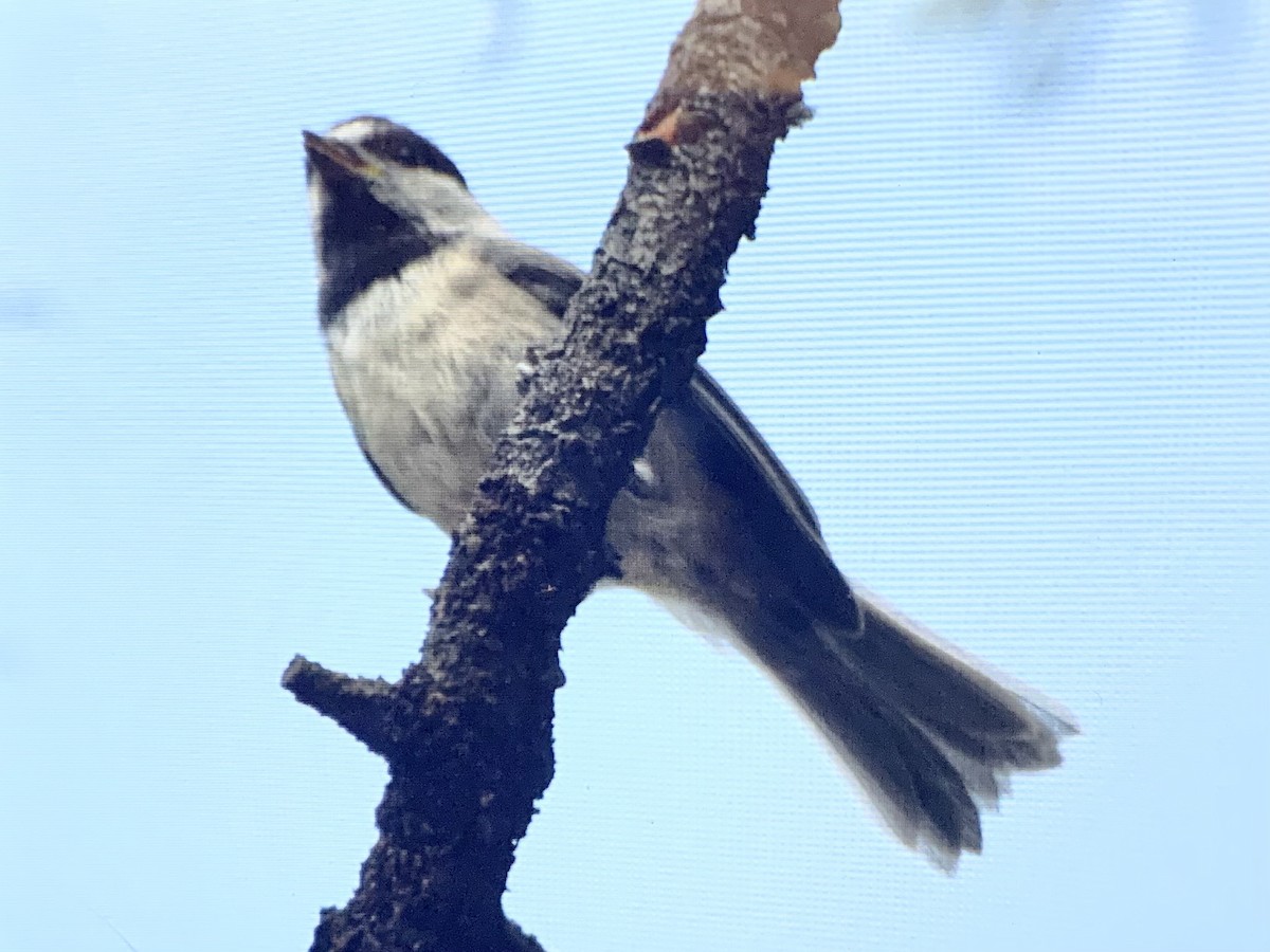 Mountain Chickadee - ML637925447