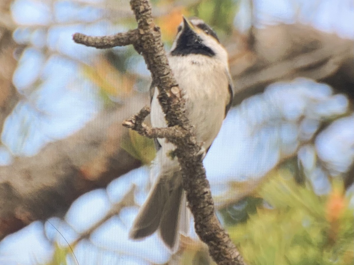 Mountain Chickadee - ML637925448