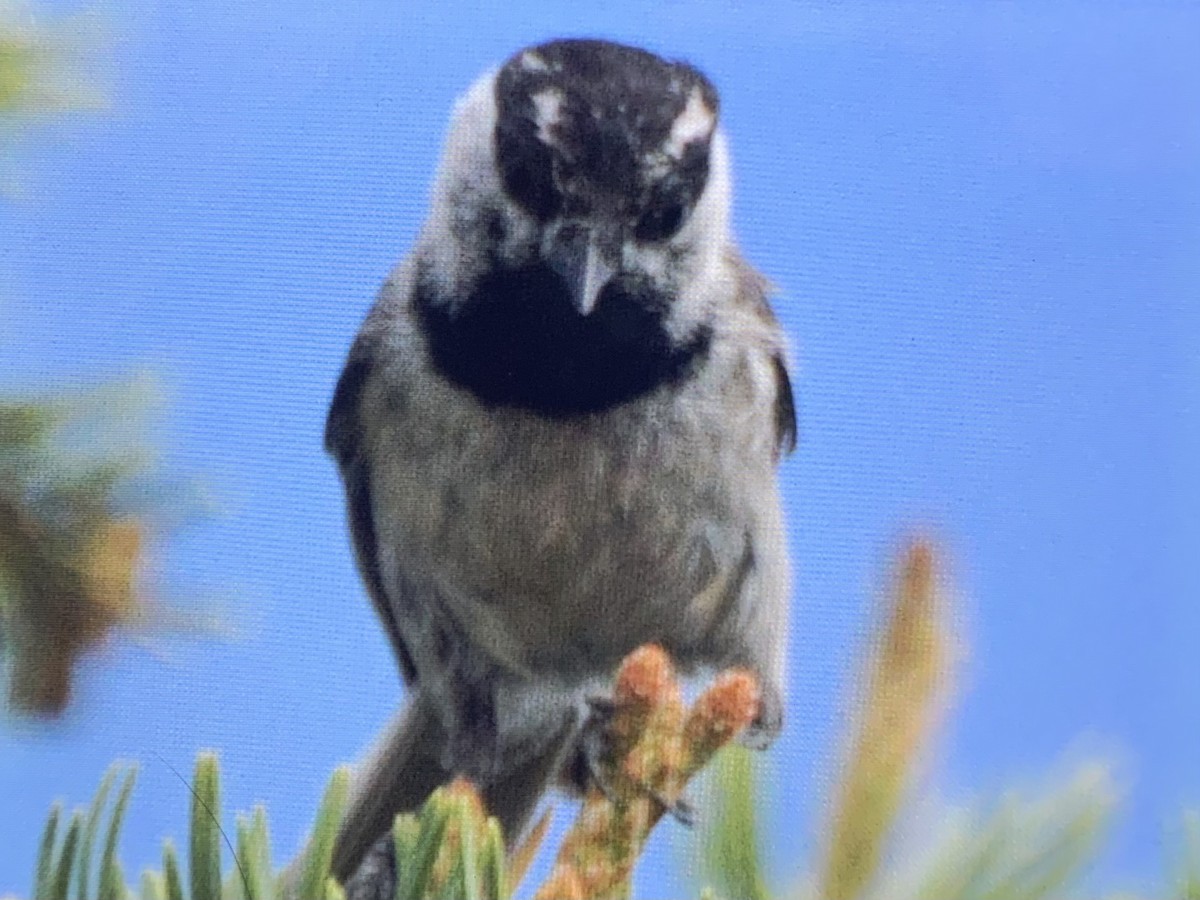 Mountain Chickadee - ML637925449
