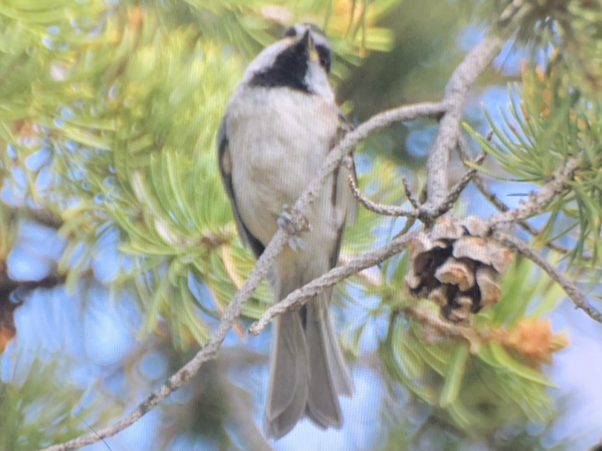 Mountain Chickadee - ML637925450