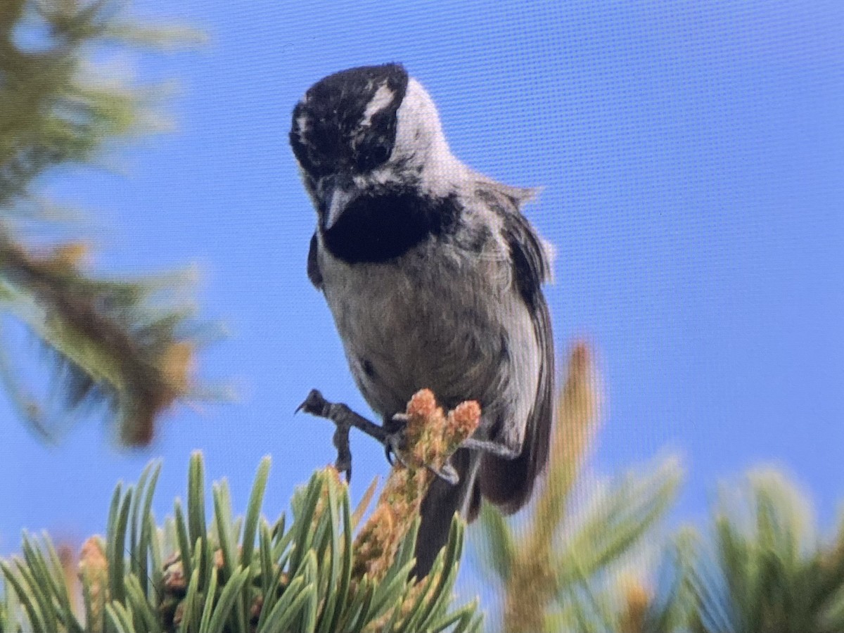 Mountain Chickadee - ML637925451