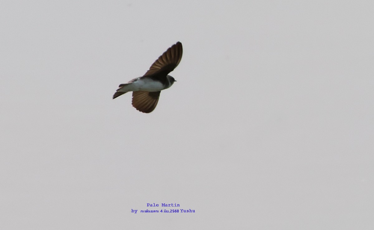Pale Martin - ML637925467