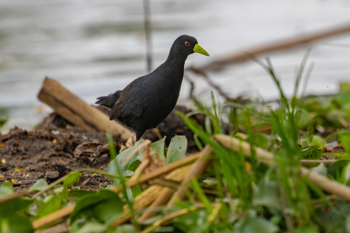 Black Crake - ML637925501