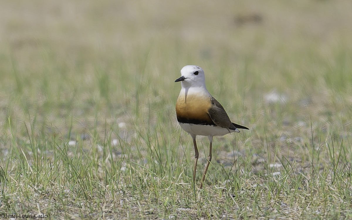 Oriental Plover - ML637925505