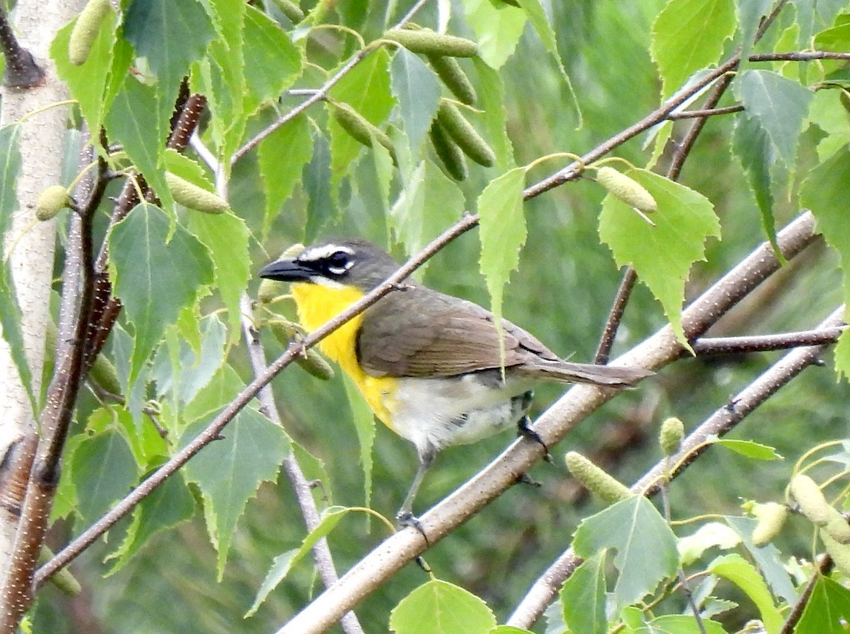 Yellow-breasted Chat - ML637925524