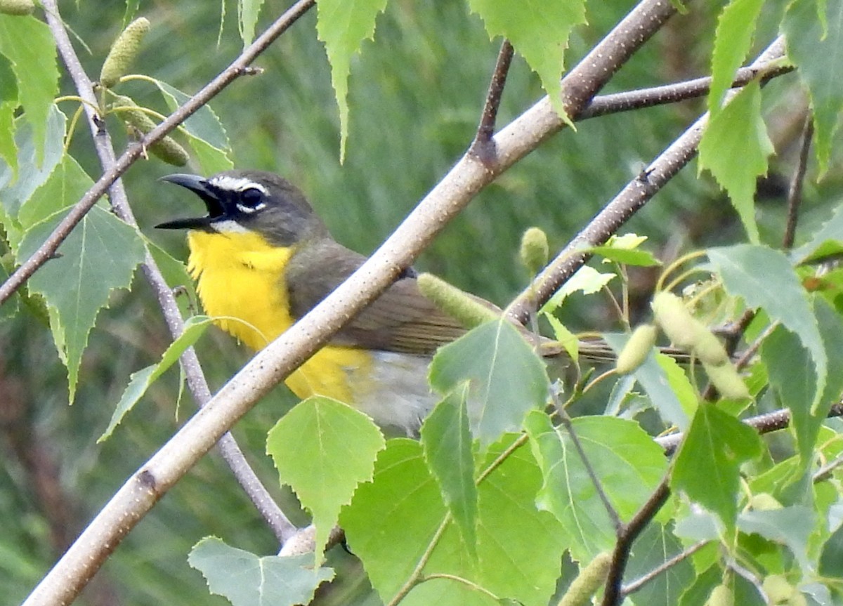 Yellow-breasted Chat - ML637925526