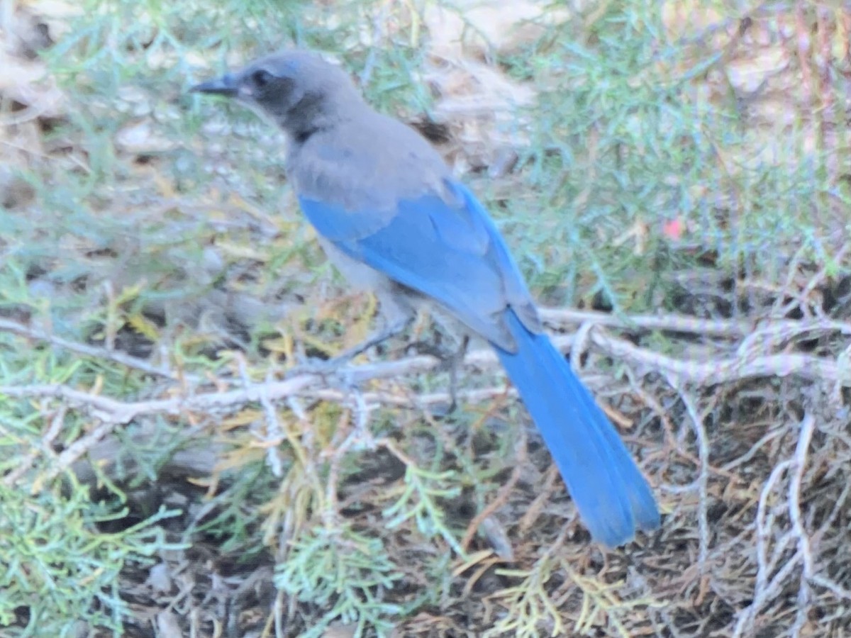 Woodhouse's Scrub-Jay - ML637925530