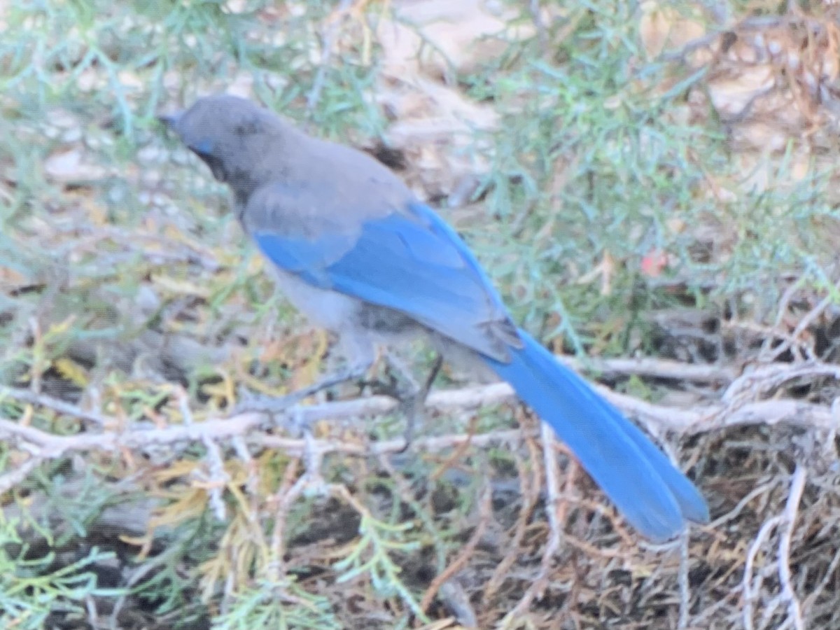 Woodhouse's Scrub-Jay - ML637925531