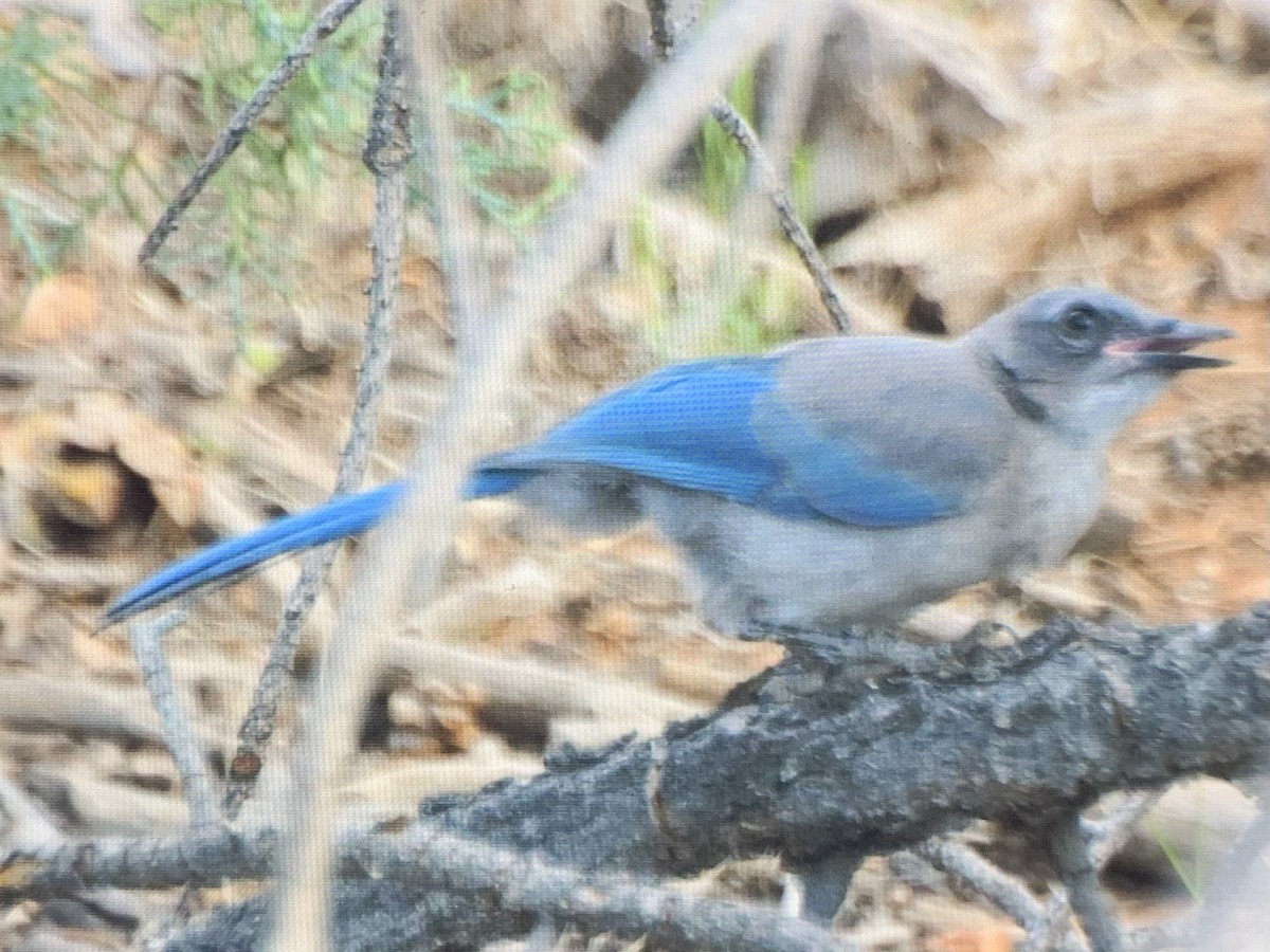 Woodhouse's Scrub-Jay - ML637925532
