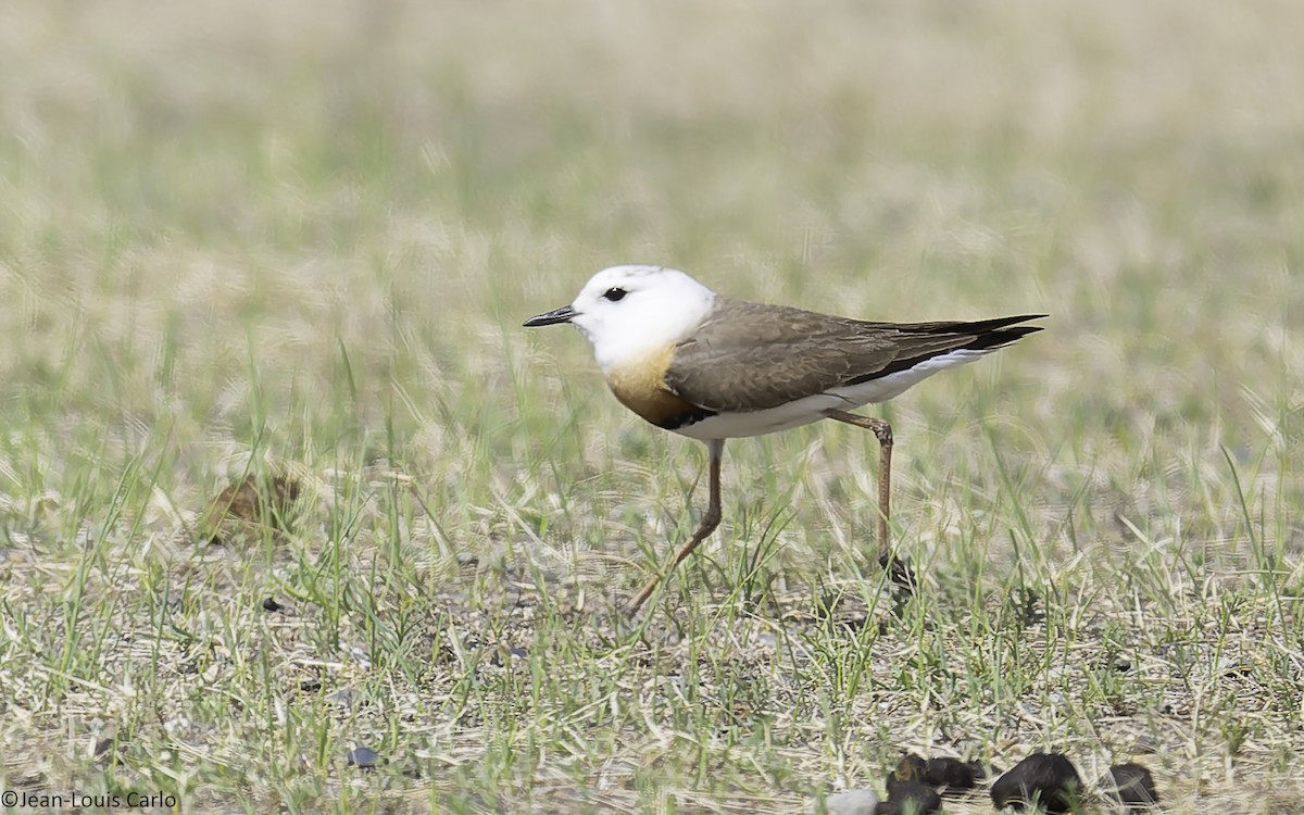 Oriental Plover - ML637925536
