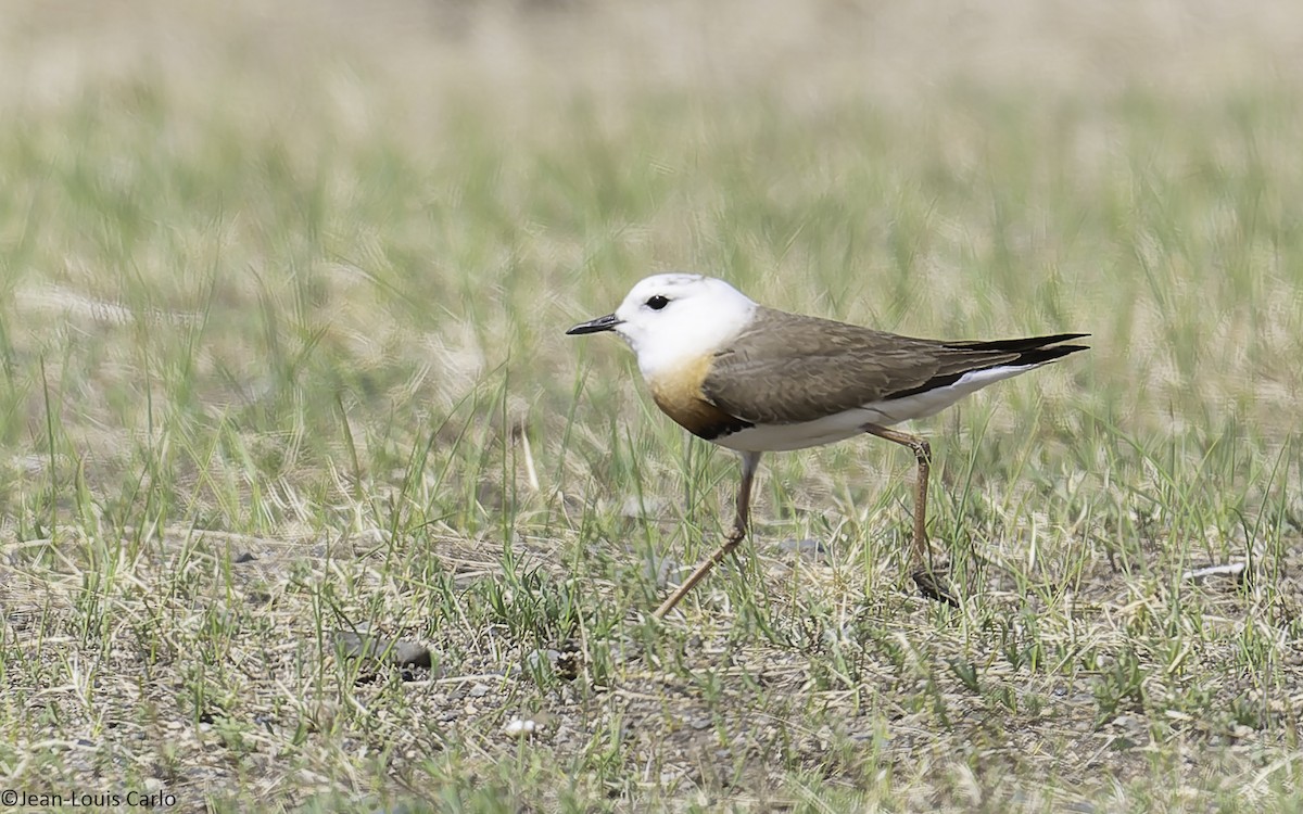 Oriental Plover - ML637925537