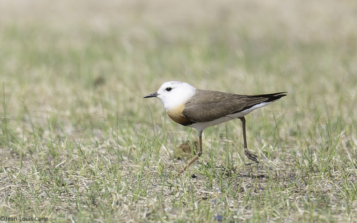 Oriental Plover - ML637925538