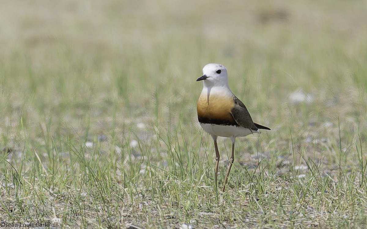 Oriental Plover - ML637925539