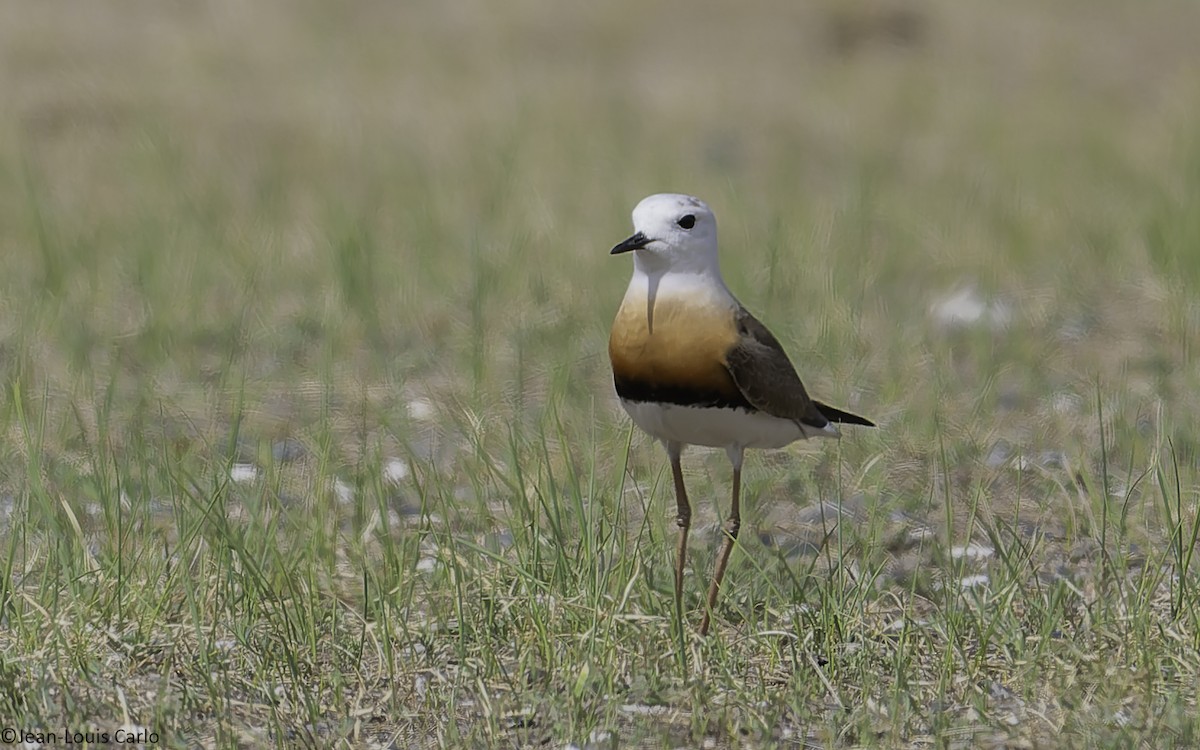 Oriental Plover - ML637925549