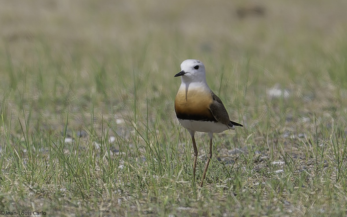 Oriental Plover - ML637925550