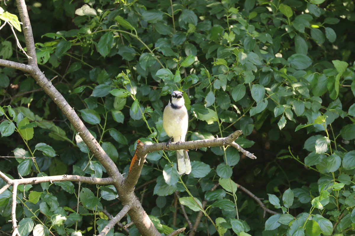 Blue Jay - ML637925553