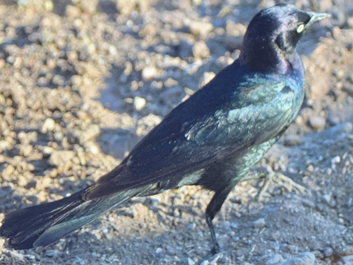 Brewer's Blackbird - ML637925562