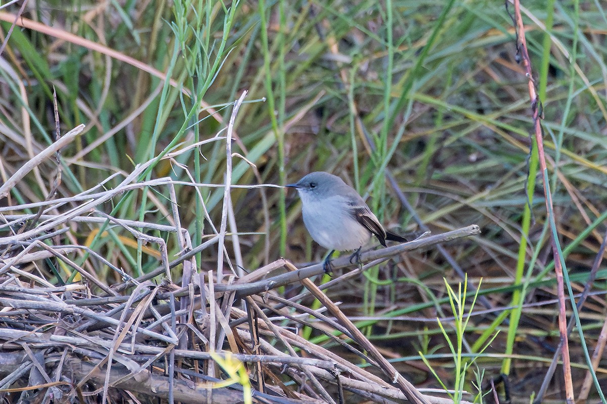 Sooty Tyrannulet - ML637925600