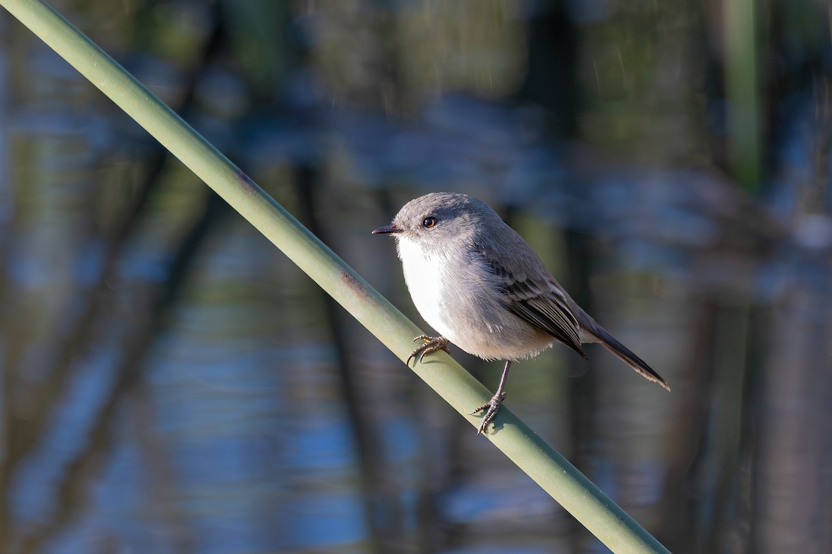 Sooty Tyrannulet - ML637925606