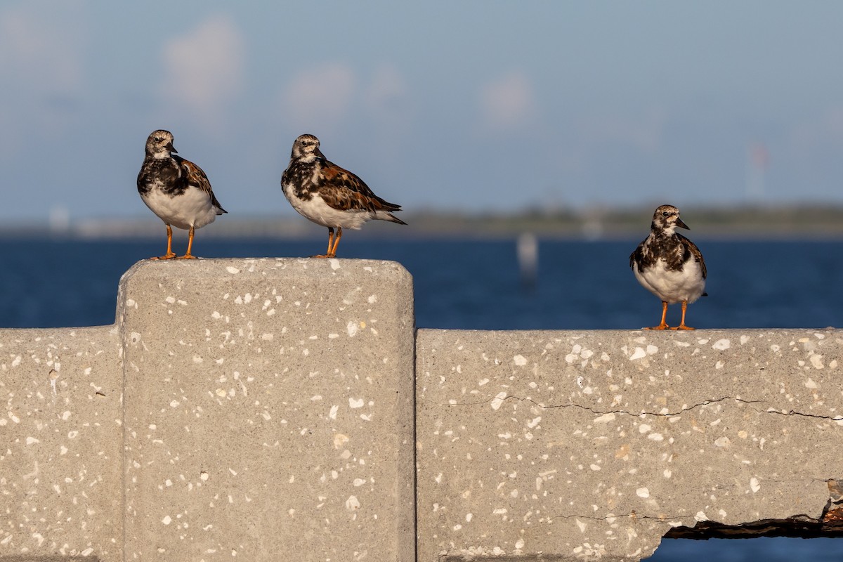 Ruddy Turnstone - ML637925620