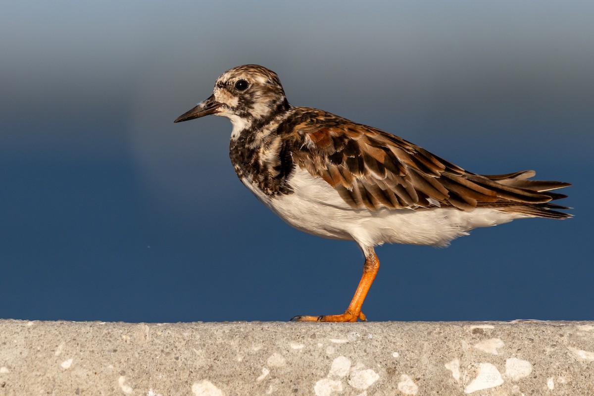 Ruddy Turnstone - ML637925621